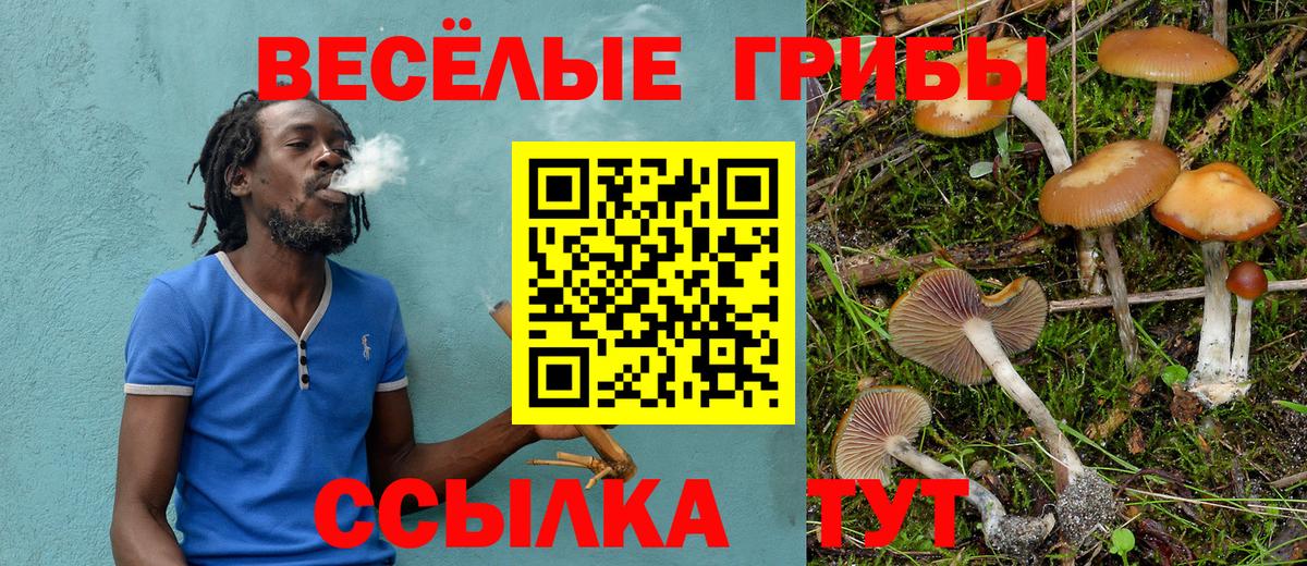 Псилоцибиновые грибы мицелий Новозыбков